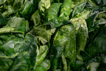 Wet spinach leaves full image background closeup