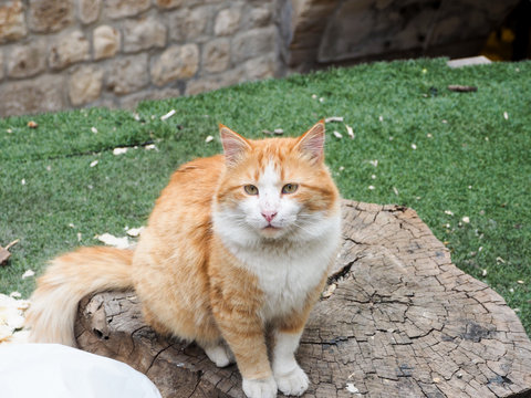 Israel Jerusalem  cat in the old town