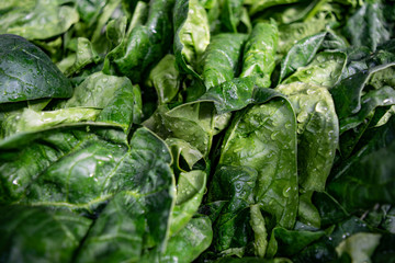 Wet spinach leaves full image background closeup