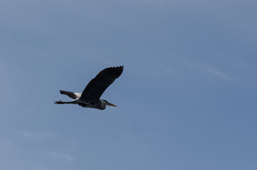 HERON - Wild bird in flight against the sky