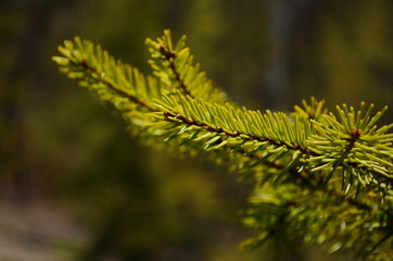 Christmas fir tree branches Background. Christmas pine tree wallpaper. Copy space.