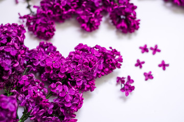 purple lilac on a white background