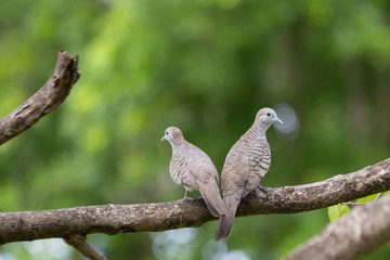 
Dove for bird