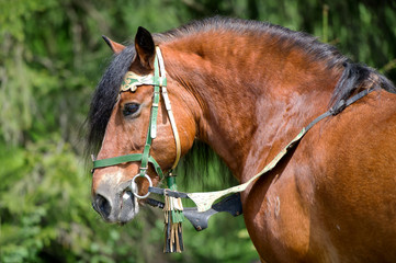 Portrait of draught horse on the summer