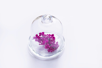 purple lilac in a round vase, round vase with water, glass round vase, lilac under a glass dome