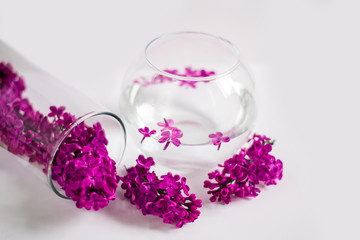 purple lilac in a round vase, round vase with water, glass round vase