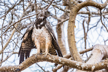 A Marshall Eagle on a tree in Tsavo East National Park, Kenya