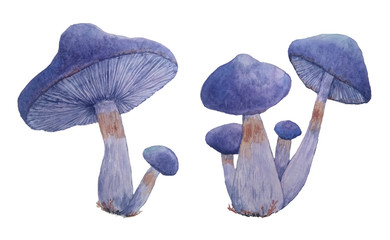 watercolor hand drawn set of isolated poisonous dangerous mushroom illustration of webcap fungi with purple violet caps in fall autumn forest wood for nature lovers Halloween design element template © Marina Lahereva