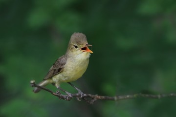 Icterine Warbler, Hippolais icterina in the wild nature on a green background. Wildlife scene from nature.