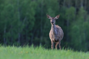 Wildlife scene with red deer, Czech. European deer, walking in the grass. roe in a natural habitat. Cervus elaphus
