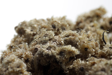 Close up shot of dried Anaphalis javanica or Javanese edelweiss, a flowering plant species endemic to Indonesia.