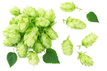 Hop cones isolated on white background. Beer brewing ingredients. Beer brewery concept. Beer...