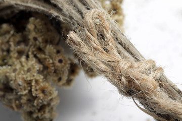 Close up shot of dried Anaphalis javanica or Javanese edelweiss, a flowering plant species endemic to Indonesia.