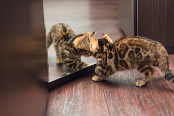 Cute curious bengal kitten looking into the mirror