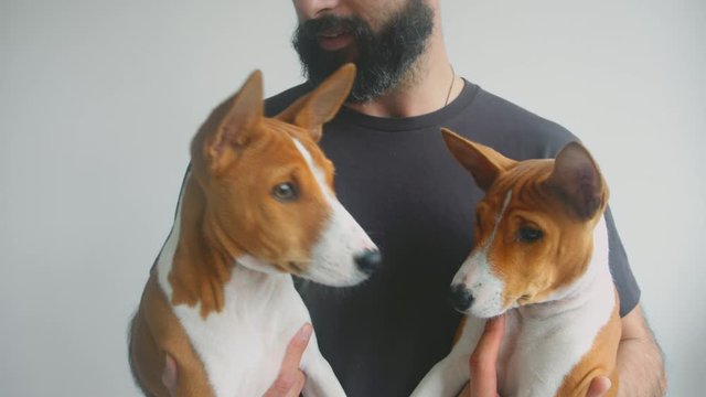 Portrait bearded man holding hands two cute basenji dog on white wall background.
