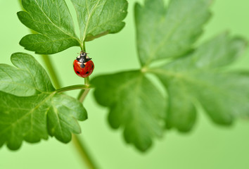 ladybug (Coccinellidae) on parsley stem and green background © Jesnofer