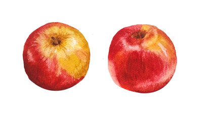watercolor hand drawn illustration set of two bright colorful healthy organic  realistic juicy farm harvest apples of red and yellow color for tasty nutrition vegetarian diet kitchen wallpaper textile