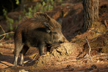 European wild boar (Sus scrofa) searching for food in the Sierra de las Nieves, Malaga. Spain