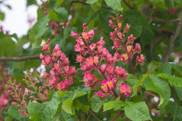 blühende pinke Kastanienblüten