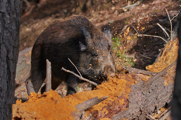 European wild boar eating bark from an old log in the Sierra de las Nieves in Malaga. Spain