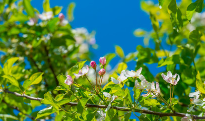 Blossoms of a deciduous tree in a garden below a blue sky in sunlight in spring