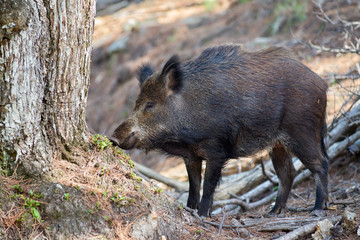 European wild boar in profile smelling a log in the Sierra de las Nieves in Malaga. Spain