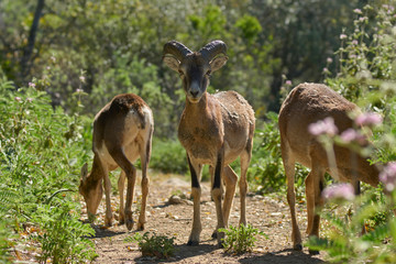 young male European mouflon (Ovis orientalis musimon) in Sierra de las Nieves, Malaga. Spain