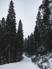 winter forest in the mountains of Lahti 