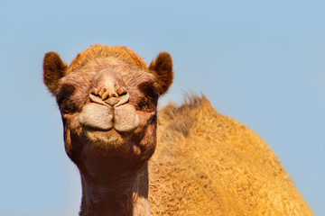 African Camel in the Namib desert.  Funny close up.