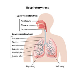 Human respiratory system with description of the upper and lower respiratory tracts. Anatomical vector illustration in flat style isolated over white background.