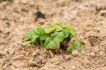 A small bush of strawberries growing in clay and sandy soil of brown color.