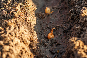 Onion seeds planted in a trench spilled with water close-up