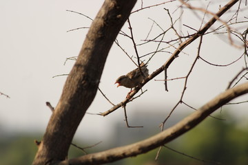 Female Sparrow on the branch