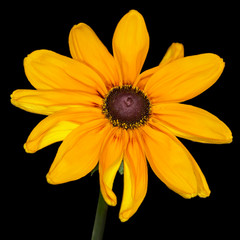 Yellow flower rudbeckia