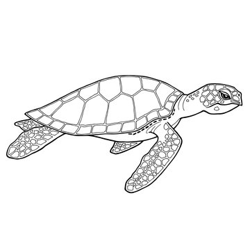 Sea turtle. Black and white image with a black outline. Detailed freehand drawing. Side view of a swimming tortoise. For coloring books, wallpaper decoration, eco banner, environmental conservation.