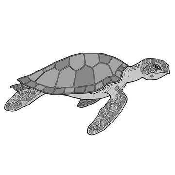 Abstract vector realistic illustration of turtle. Sea tortoise swimming. Image in various gray shades. Side view. Mosaic shell with detailed drawing on fins. Isolated on a white background. 