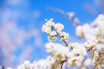 Floating and flying petals of blooming cherry. Leaves fall from a tree against a blue sky. White flowers. beautiful spring card