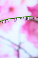 Water drops on the flower background