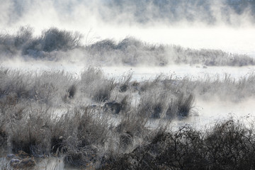 Trees and reeds are covered with snow, and the river has water mist. Soyang River, Chuncheon City, Korea