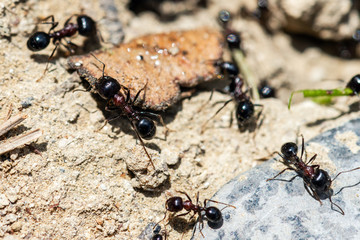 Ants by the anthill at work