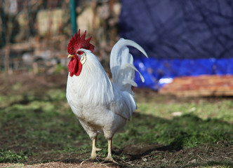 White rooster with a red comb
