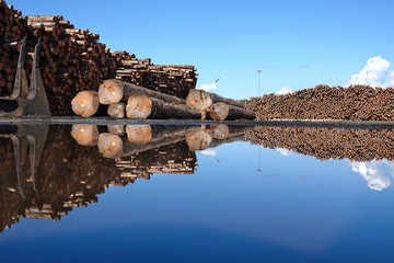 Large piles of drying wood on land and mirrored in water