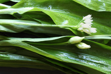 Photography of a bunch of bears' garlic pattern for food background