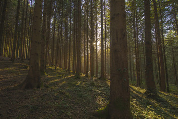 path in the woods