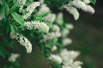 Branch of blossoming bird-cherry tree in a spring garden.