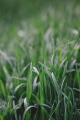 Fresh green grass background. Natural eco concept.  Selective focus.