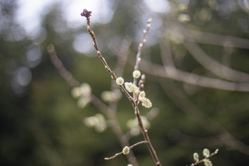 buds of a willow