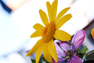 yellow oregon sunshine macro photo