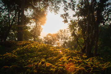 The sun in the morning with the nature, forests and coffee trees.