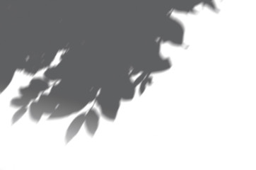 Summer background of shadows branch leaves on a white wall. White and Black for overlaying a photo or mockup